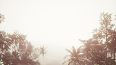 Tropischer-Palmenregenwald-Im-Nebel